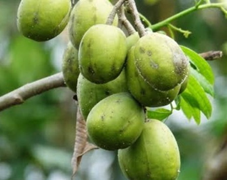 Những điều thú vị về quả cóc