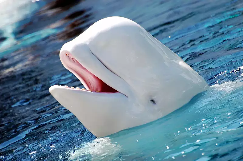 Cá voi trắng