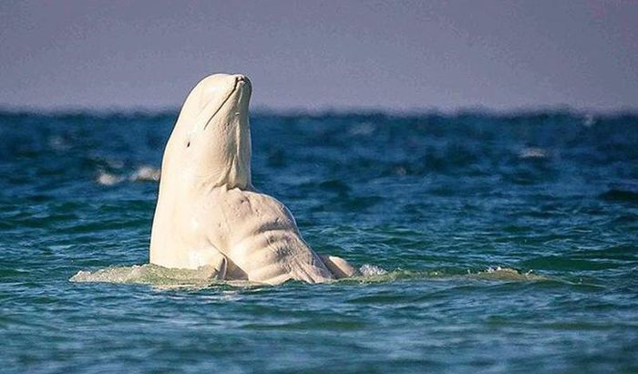 Cá voi trắng