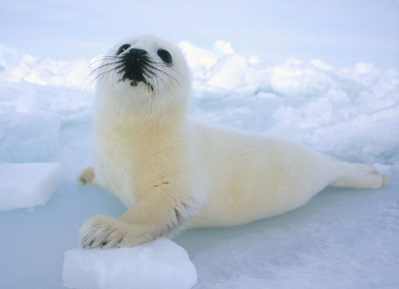 Hải cẩu trắng