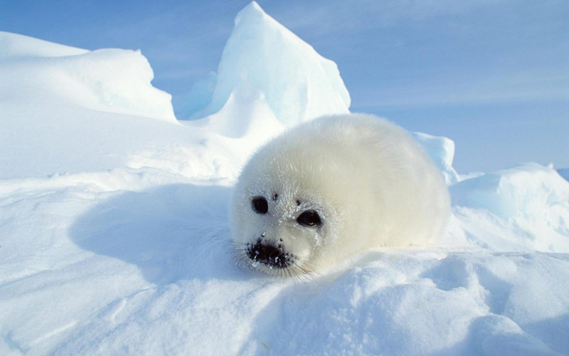Hải cẩu trắng