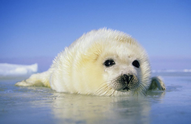 Hải cẩu trắng